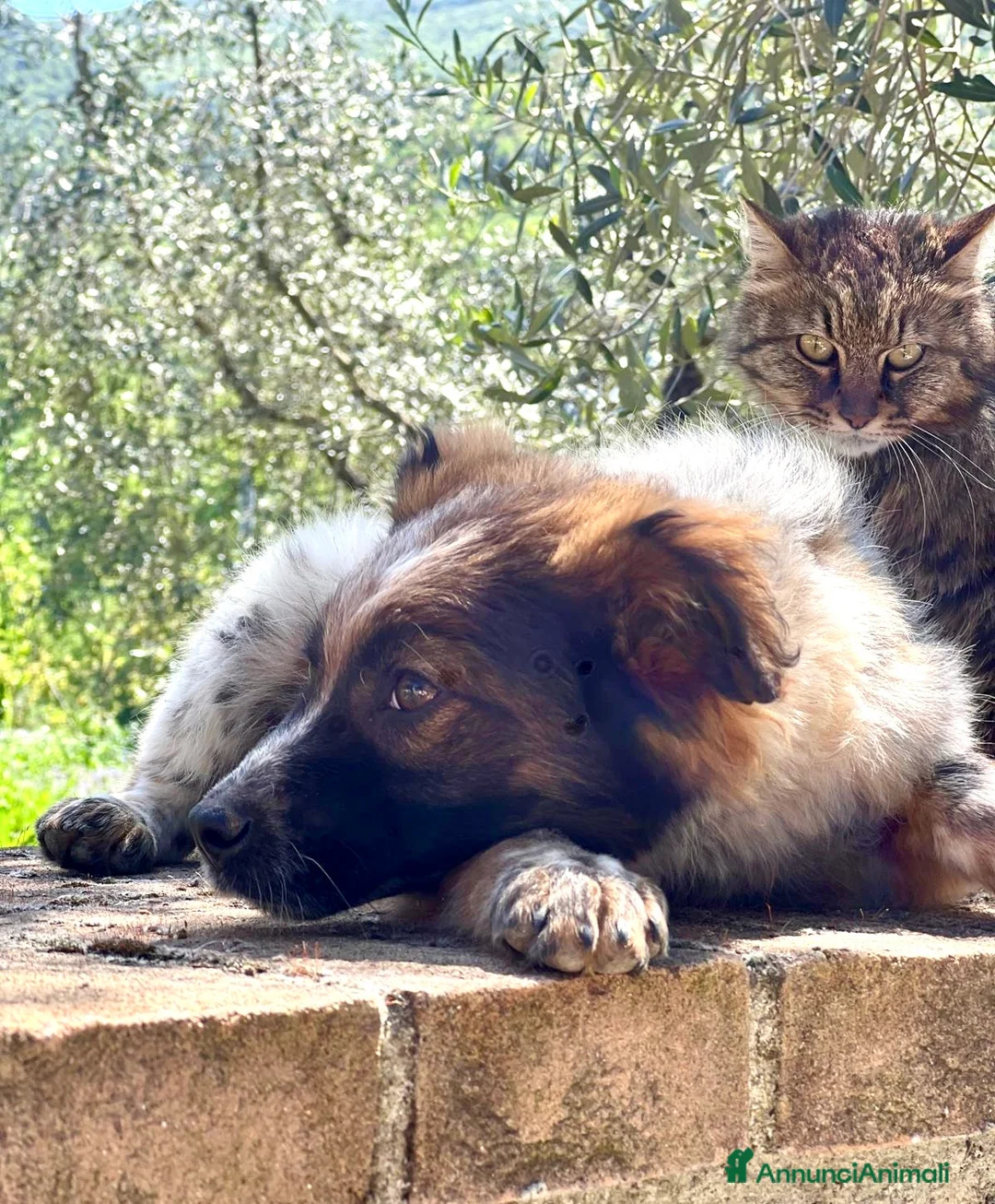 Meticcio cani in regalo: Chico 4 mesi taglia medio contenuta - Annuncio 1