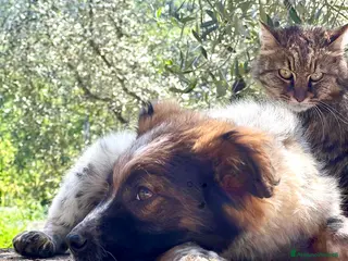 Meticcio cani Chico 4 mesi taglia medio contenuta - Annuncio 41