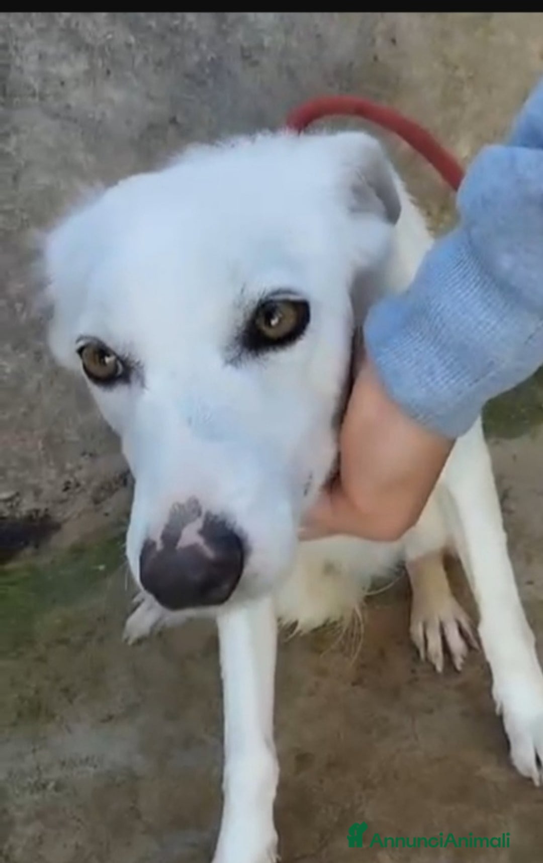 Meticcio cani in regalo: Femmina giovane e timida finita in canile! SICILIA a Città metropolitana di Milano - Annuncio 5