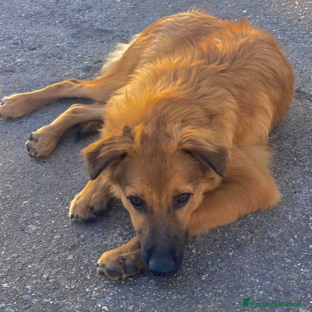 Meticcio cani in regalo: BERGAMOTTO 💙 IL BRUTTO È GIÀ ALLE SPALLE a Provincia di Forlì-Cesena - Annuncio 4