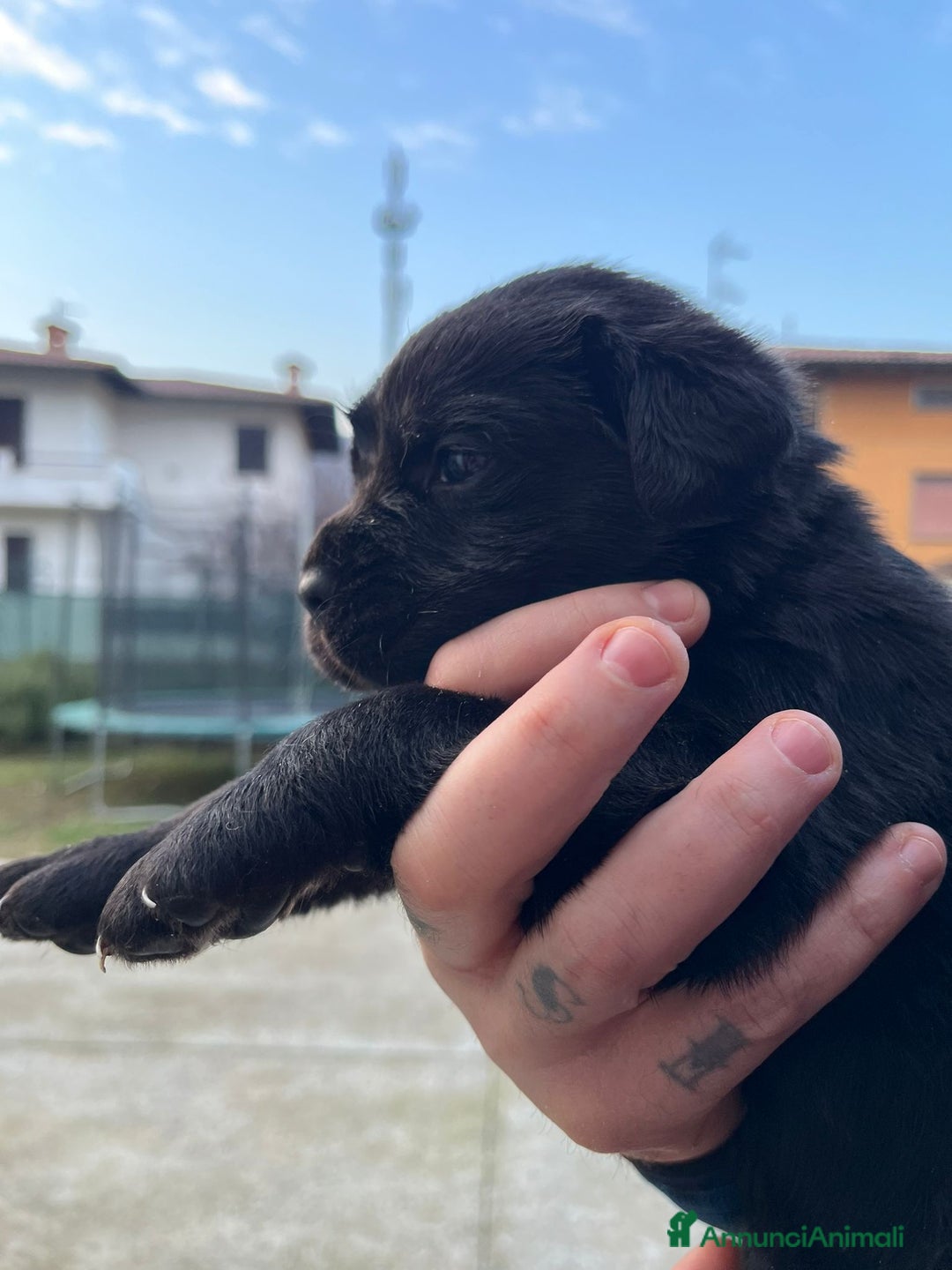 Cane Corso cani in vendita: Cuccioli cane corso - Annuncio 14