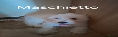 Maltipoo 2