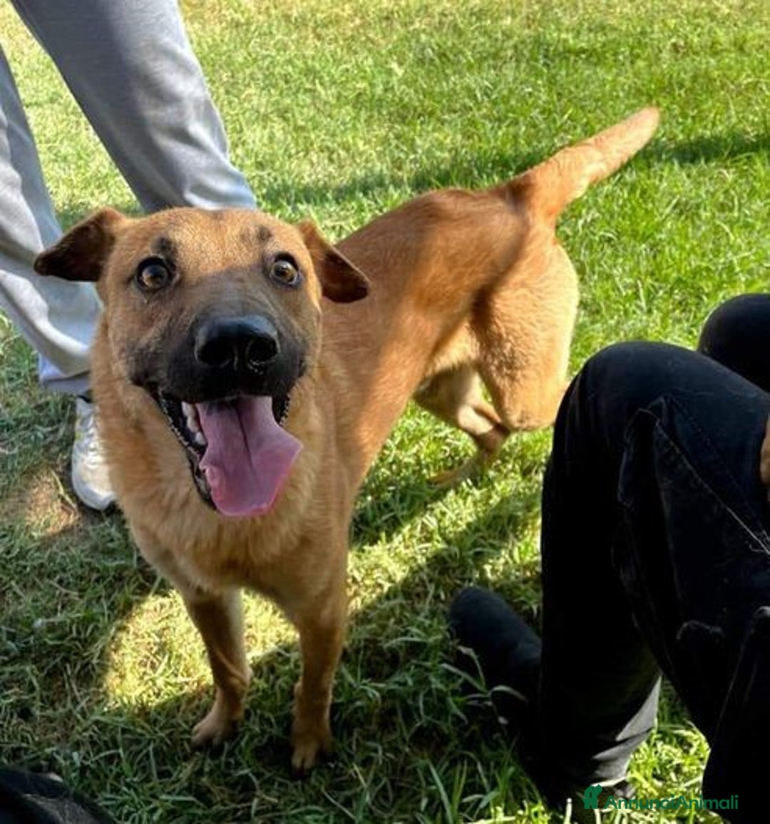 Shar Pei cani in regalo: OTTO il cucciolotto derivato sharpey a Provincia di Latina - Annuncio 4