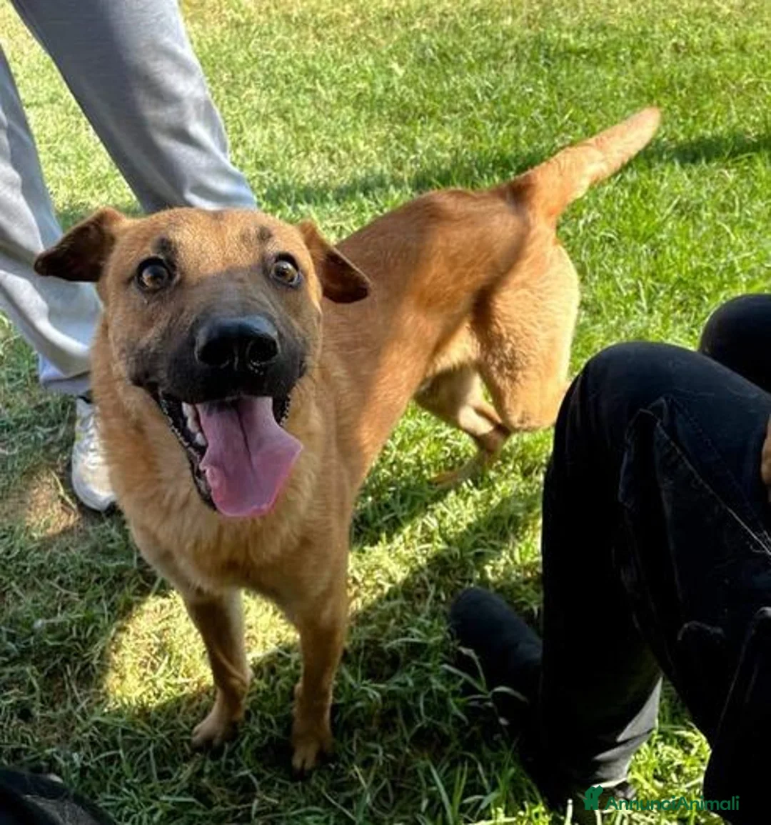 Shar Pei cani in regalo: OTTO il cucciolotto derivato sharpey a Provincia di Latina - Annuncio 4