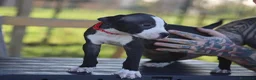 Pitbull cani in vendita: Cuccioli Pit Bull con pedigree anche a rate - Annuncio 14