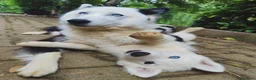 Yakutian Laika cani in vendita: Cuccioli di Yakutian Laika - Annuncio 5