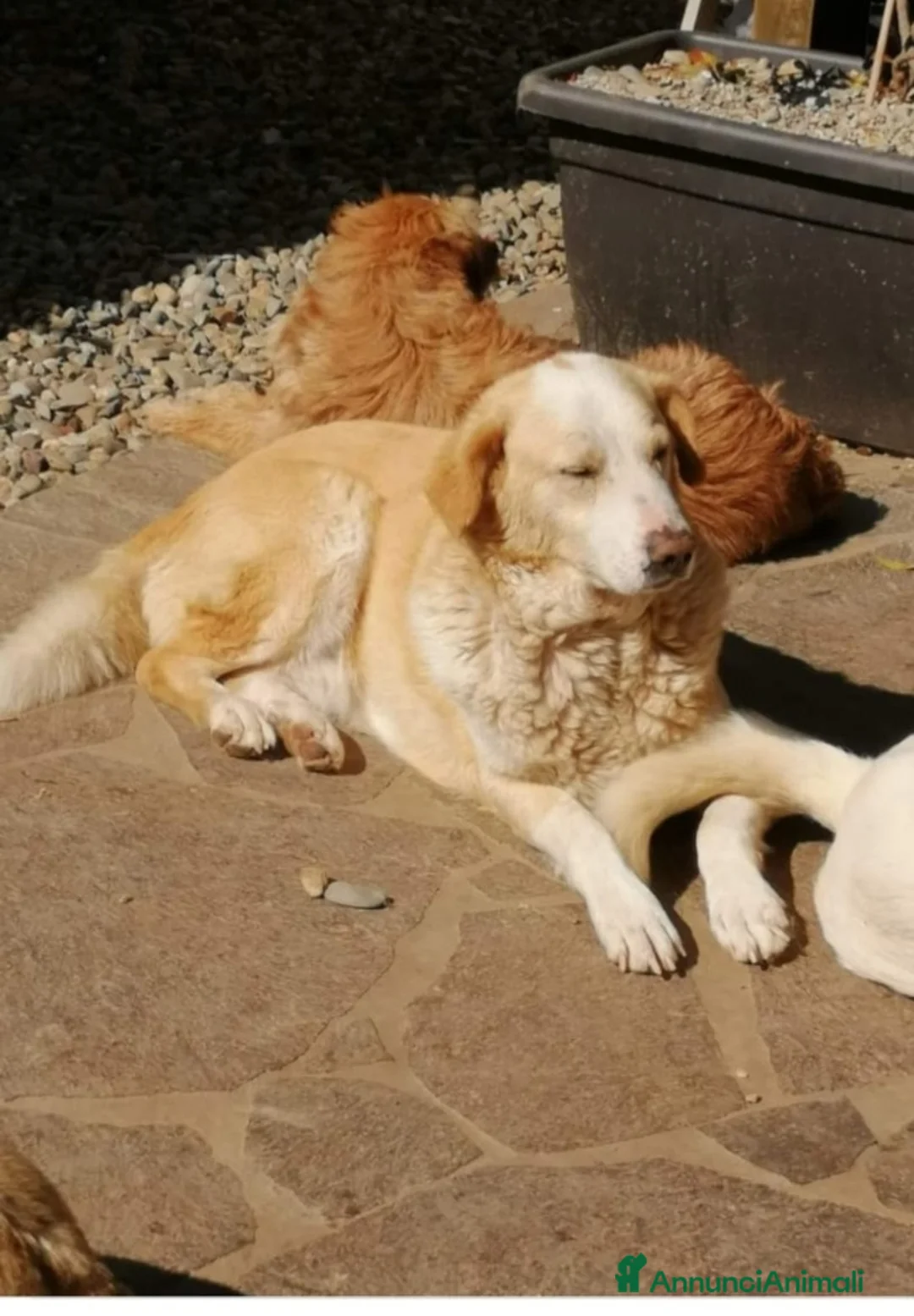Meticcio cani in regalo: Amedeo 9ANNI NON HA MAI AVUTO 1CASA! PIACENZA a Città Metropolitana di Milano - Annuncio 1