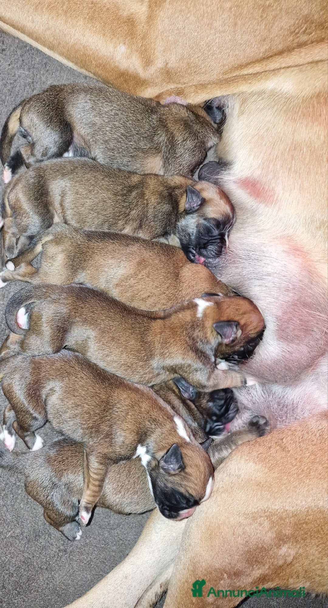 Boxer cani in vendita: Cuccioli Boxer del Principe di Tavi - Annuncio 10