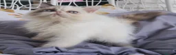 Persiano gatti in vendita: Femmina di persiano  - Annuncio 7