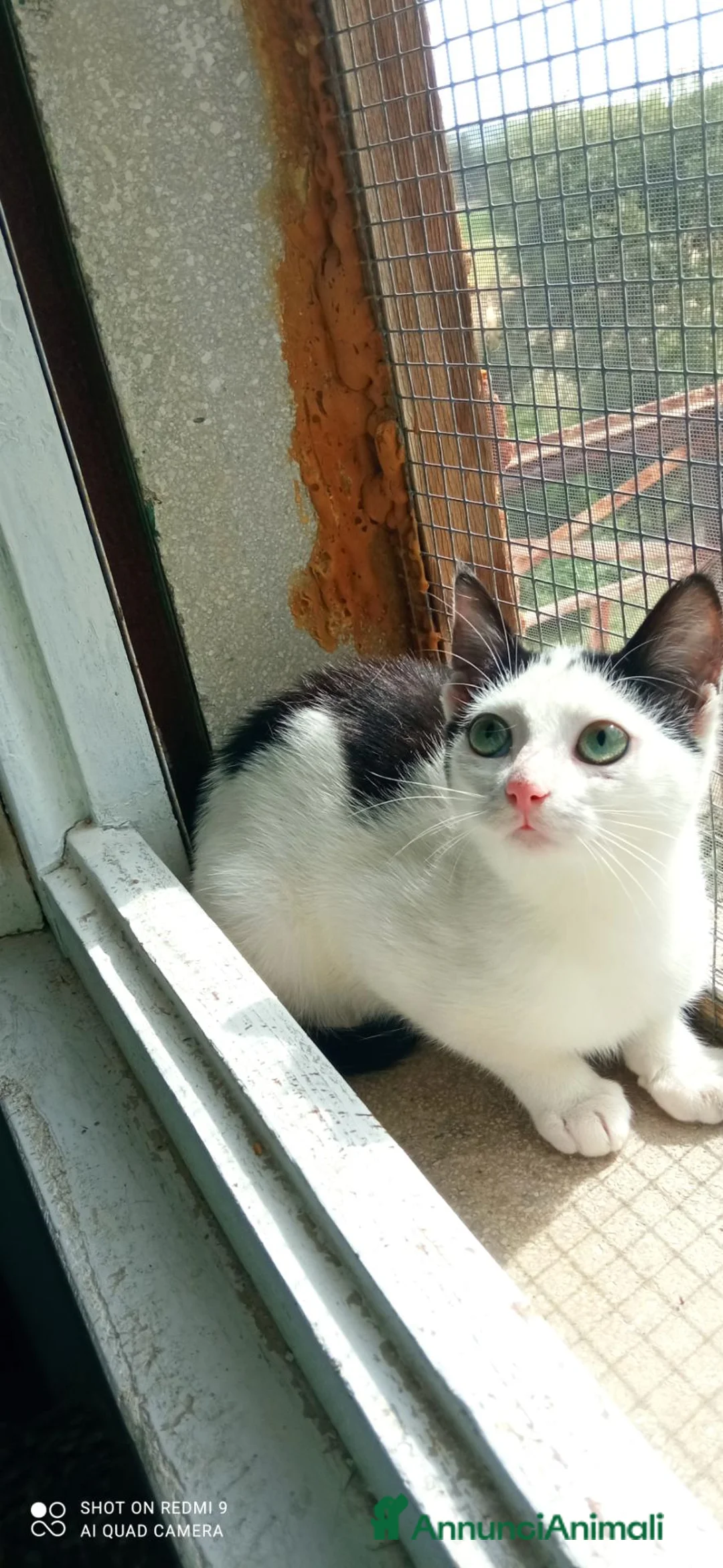 Meticcio gatti in regalo: Ginevra cerca casa - Annuncio 2