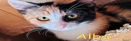 Europeo gatti in regalo: 🧡 ALBA  DOLCE GATTINA CERCA CASA  a Città metropolitana di Roma Capitale - Annuncio 1
