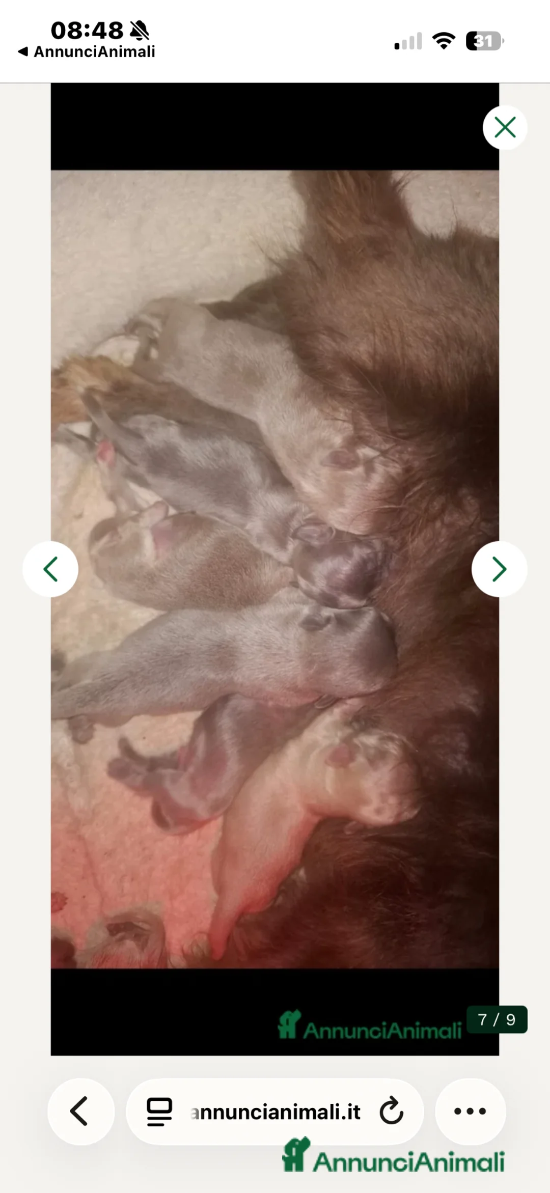 Chihuahua cani in vendita: Chihuahua meraviglioso taglia molto piccina - Annuncio 12