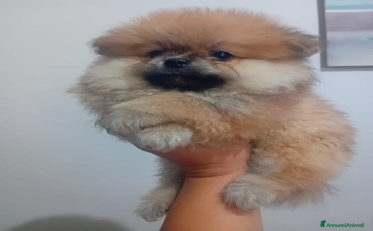 Volpino Pomerania cani a Città Metropolitana di Napoli - Annuncio 1