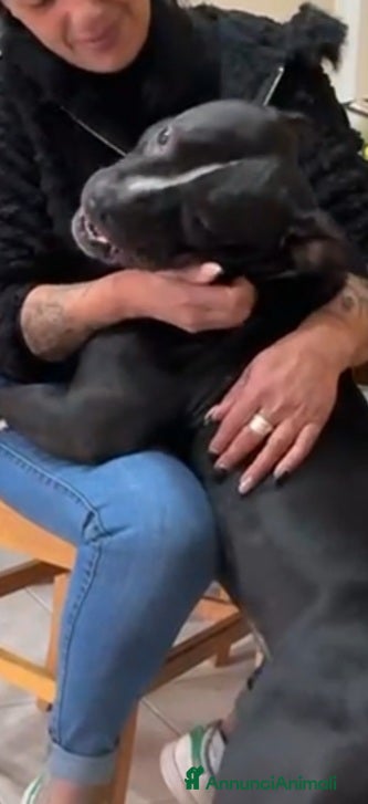 American Bully cani American Bully 2anni e 1/2 dal divano al box TORIN - Annuncio 2