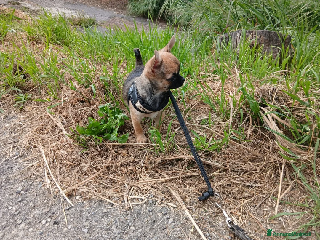 Chihuahua cani in vendita: Chihuahua femmina pedigree Enci  - Annuncio 2