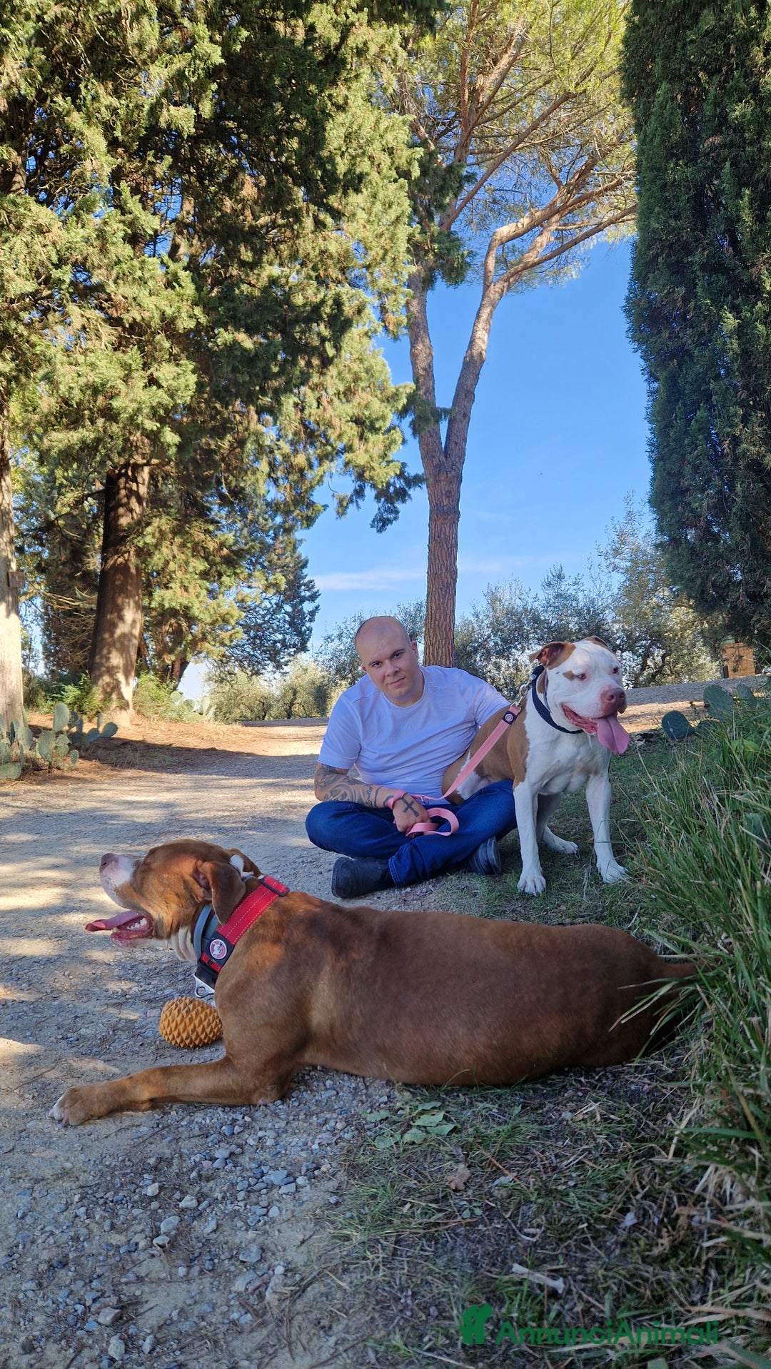 Pitbull cani per accoppiamento: Pitbull americano per coppiare. - Annuncio 6