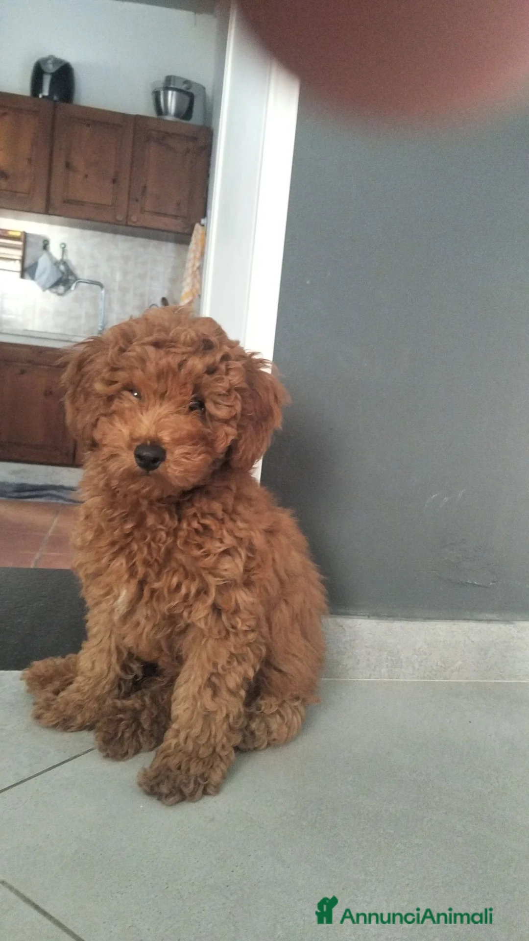 Barboncino Toy cani in vendita: Barboncino Toy Red  - Annuncio 2