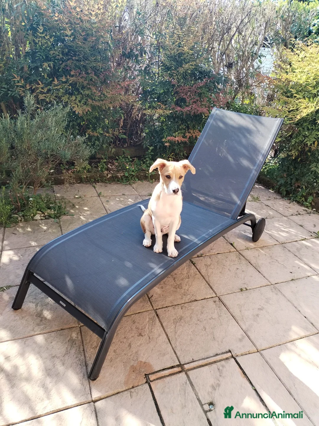 Meticcio cani per accoppiamento: Spike cerca fidanzatina - Annuncio 2