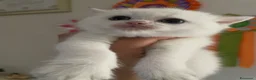 British gatti in vendita: BRITISH SHORTHAIR  - Annuncio 11