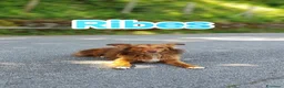 Meticcio cani in regalo: Cucciolo spettacolare in adozione a Città metropolitana di Milano - Annuncio 3