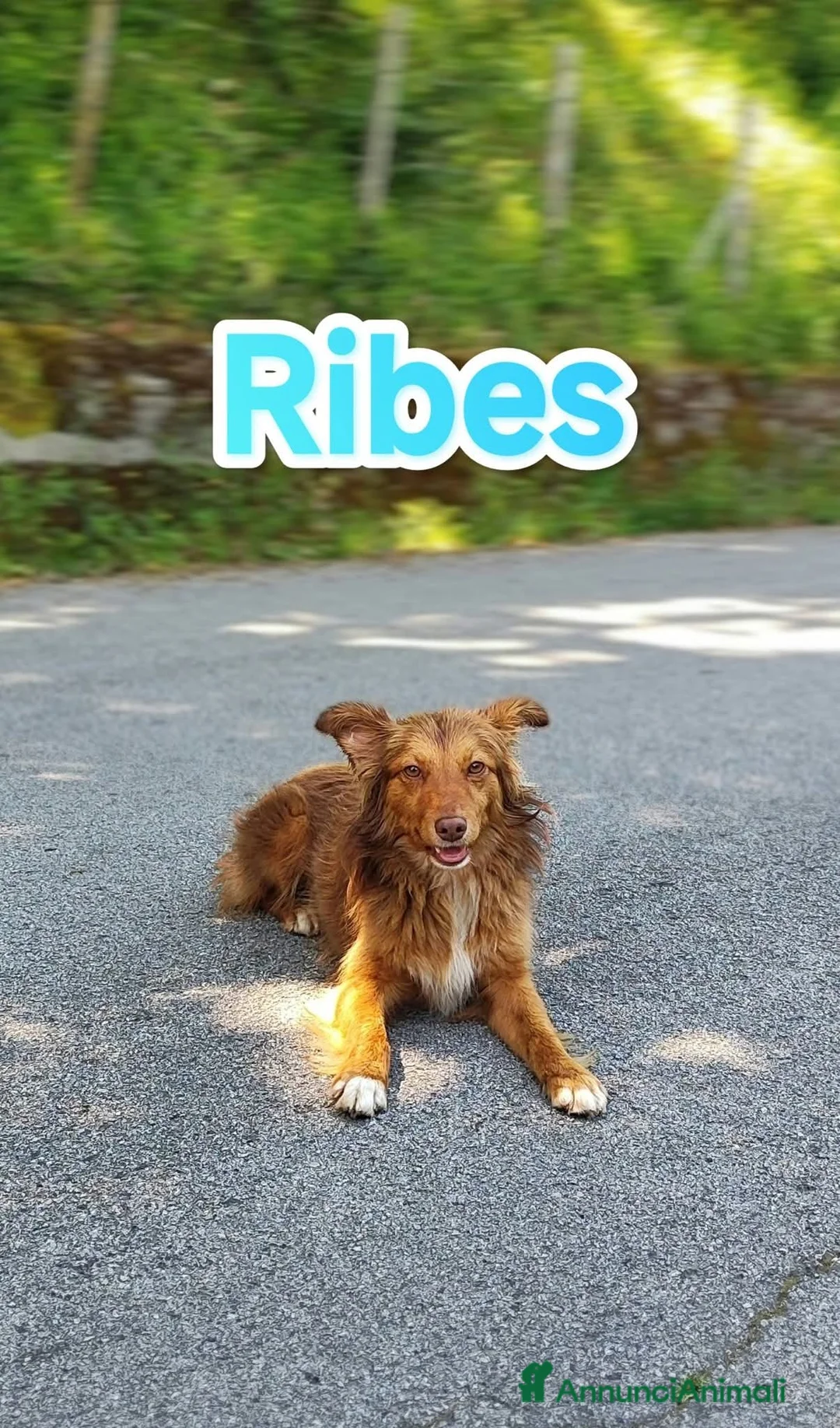 Meticcio cani in regalo: Cucciolo spettacolare in adozione a Città metropolitana di Milano - Annuncio 3