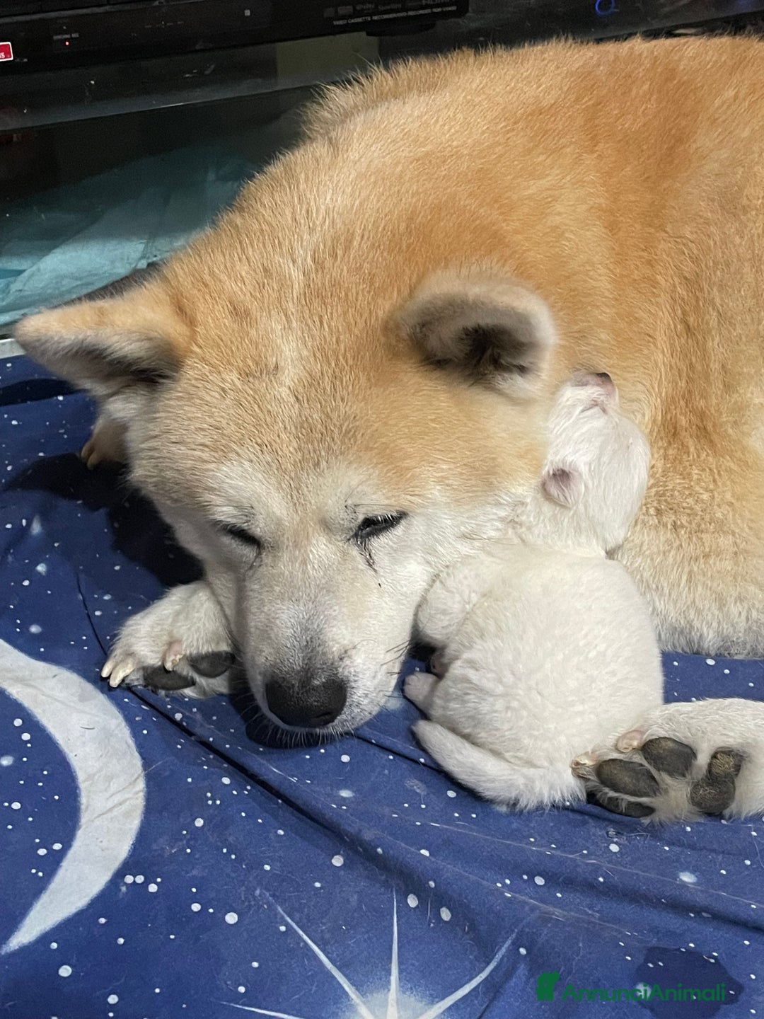 Akita Inu cani in vendita: 🌸 Hime Sakura cerca una famiglia 🌸 a Città Metropolitana di Torino - Immagine 10