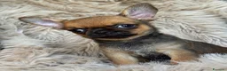 Chihuahua cani in vendita: Chihuahua femmina  - Annuncio 4