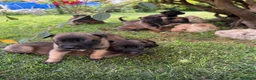 Pastore Belga cani in vendita: Splendidi cuccioli Pastore Belga Malinois - Annuncio 17