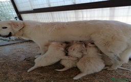 Pastore Maremmano cani in vendita: cuccioli maremmano abruzzese puri - Immagine 5