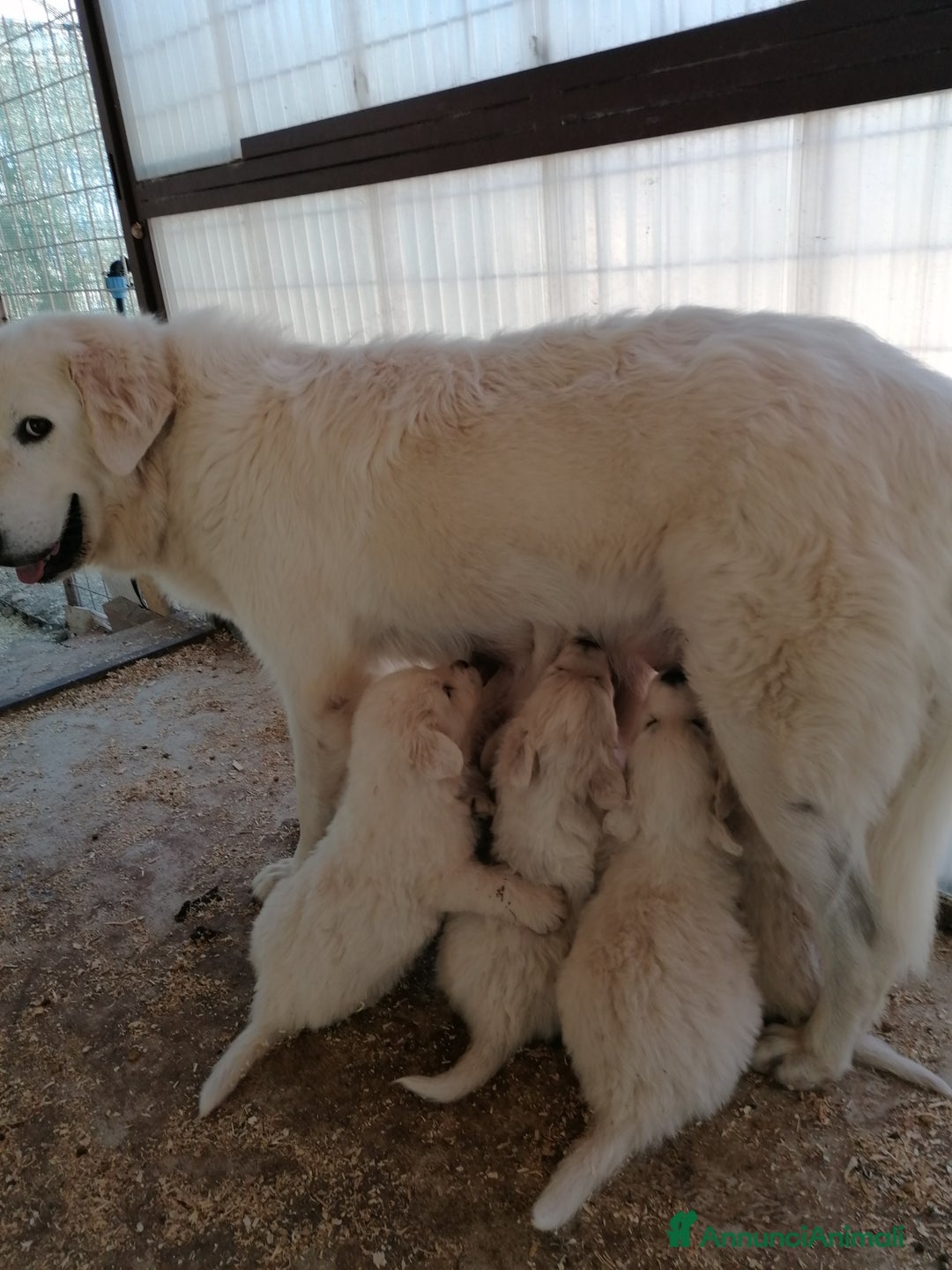 Pastore Maremmano cani in vendita: cuccioli maremmano abruzzese puri - Immagine 5