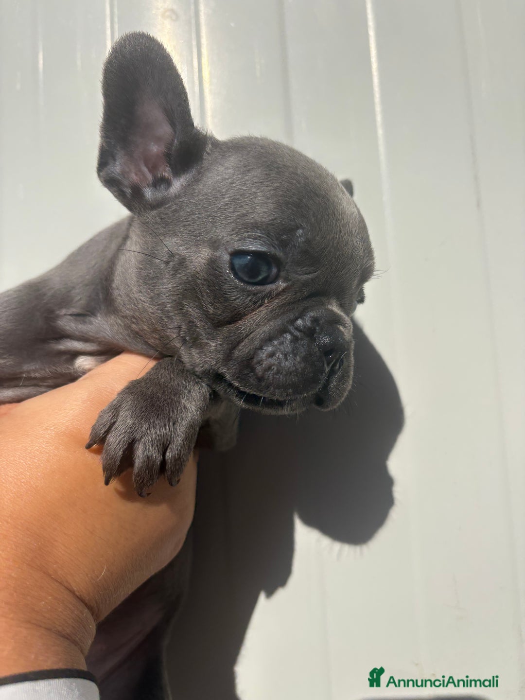 Bulldog Francese cani in vendita: Bulldog francese  - Annuncio 3