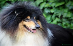 Collie cani in vendita: Collie pastore scozzese  a Provincia di Viterbo - Immagine 14