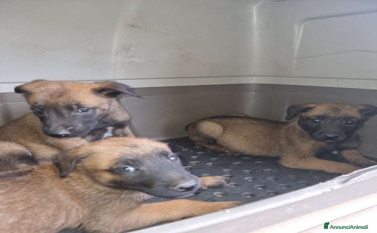 Pastore Belga cani a Provincia di Avellino - Annuncio 9