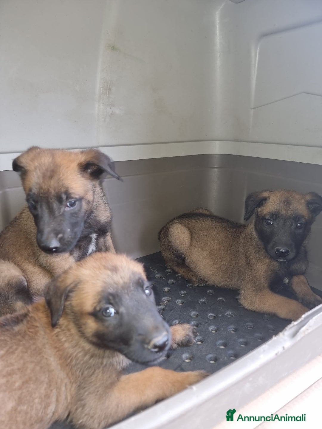 Pastore Belga cani in vendita: Pastore Belga Malinois Napoli Salerno Avellino a Provincia di Avellino - Immagine 1