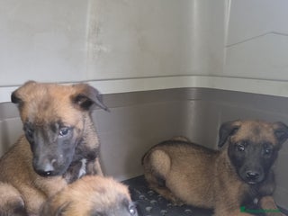 Pastore Belga cani Pastore Belga Malinois Napoli Salerno Avellino a Provincia di Avellino - Annuncio 8