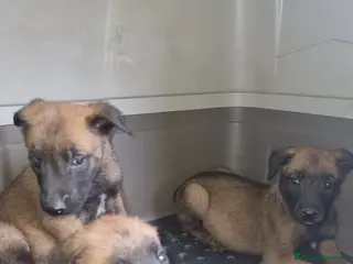 Pastore Belga cani Pastore Belga Malinois Napoli Salerno Avellino a Provincia di Avellino - Annuncio 30