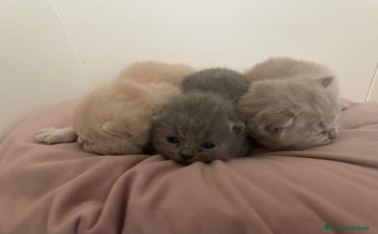 British gatti a Provincia di Trieste - Annuncio 3