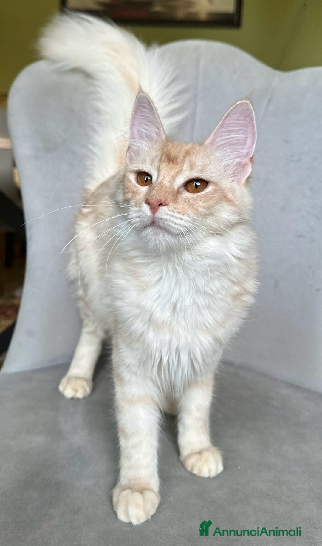 Angora turco gatti in vendita: Angora Turco, Gatto di razza  - Annuncio 2