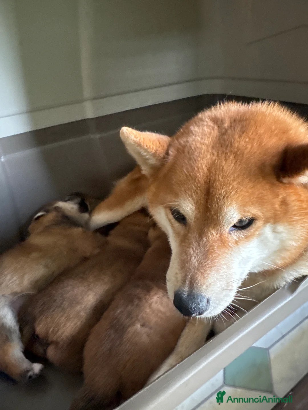 Shiba Inu cani in vendita: Shiba inu cucciole con pedigree  - Annuncio 8