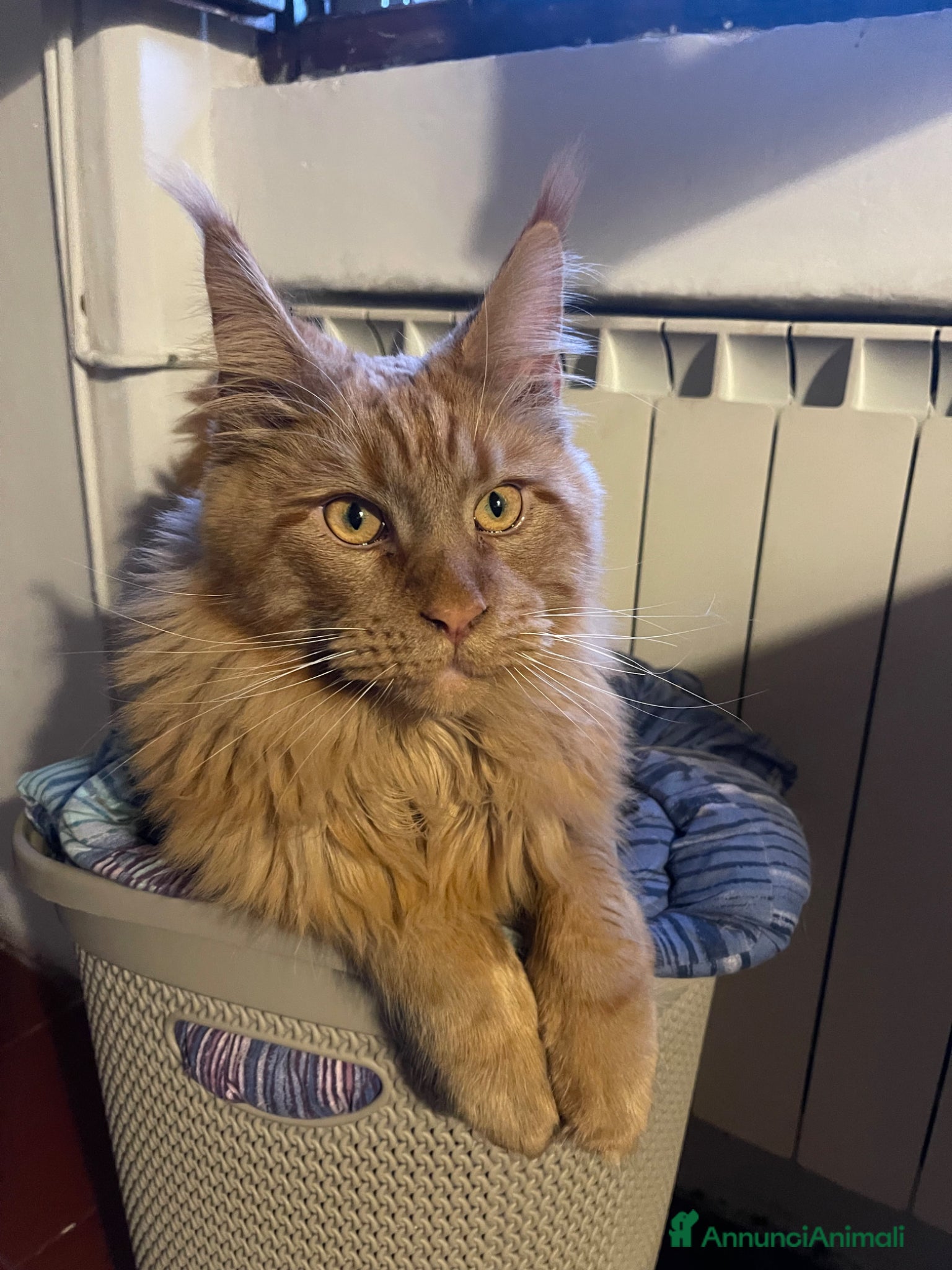 Maine Coon gatti in vendita: Maine Coon 9 mesi  a Provincia di Varese - Annuncio 3