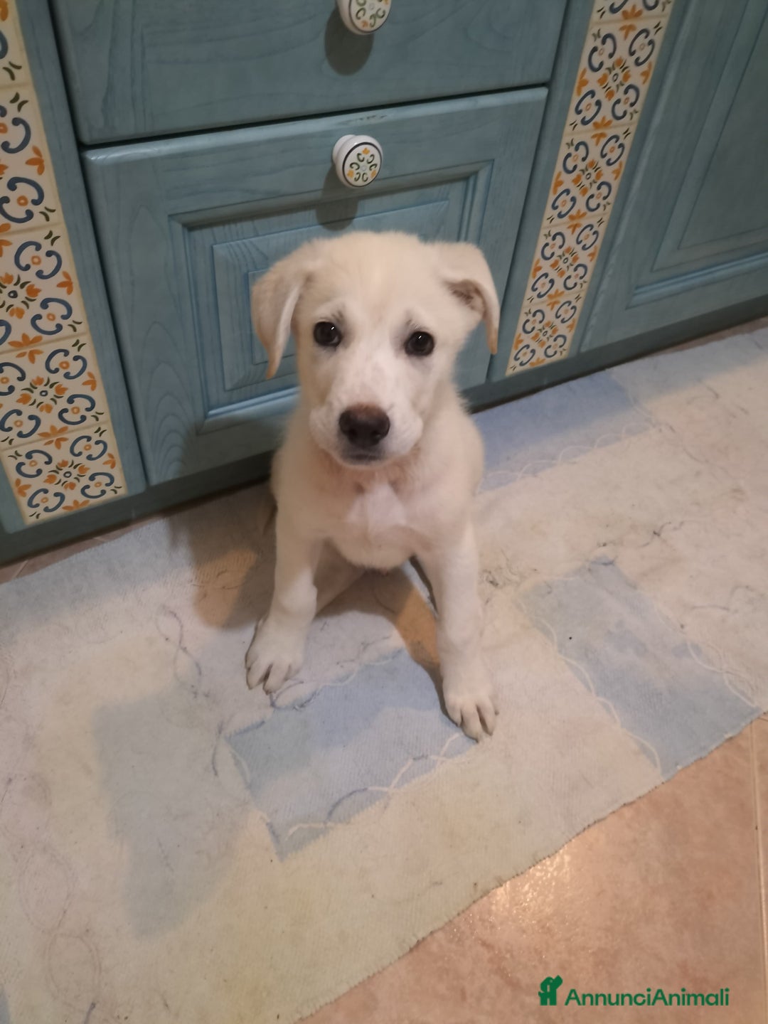 Meticcio cani in regalo: Ugo splendido cucciolo taglia medio grande - Annuncio 3