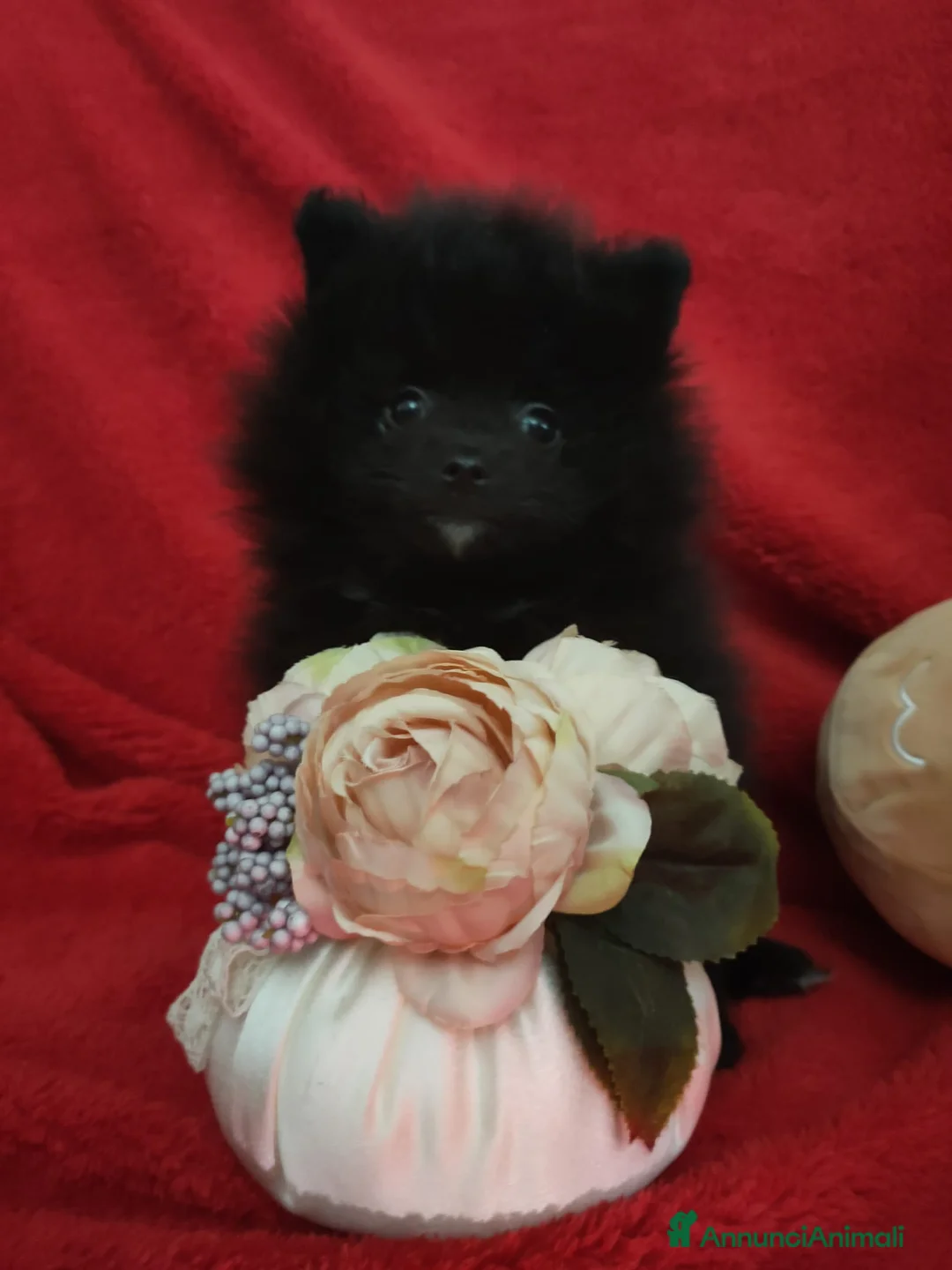 Volpino Pomerania cani in vendita: Splitz di Pomerania  - Annuncio 8