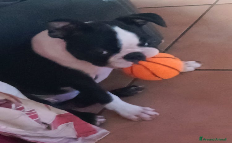 Boston Terrier cani a Città metropolitana di Milano - Annuncio 1
