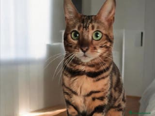 Bengala gatti in vendita: Splendida gattina Bengala - Annuncio 2