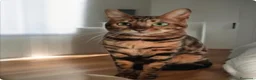 Bengala gatti in vendita: Splendida gattina Bengala  - Annuncio 1