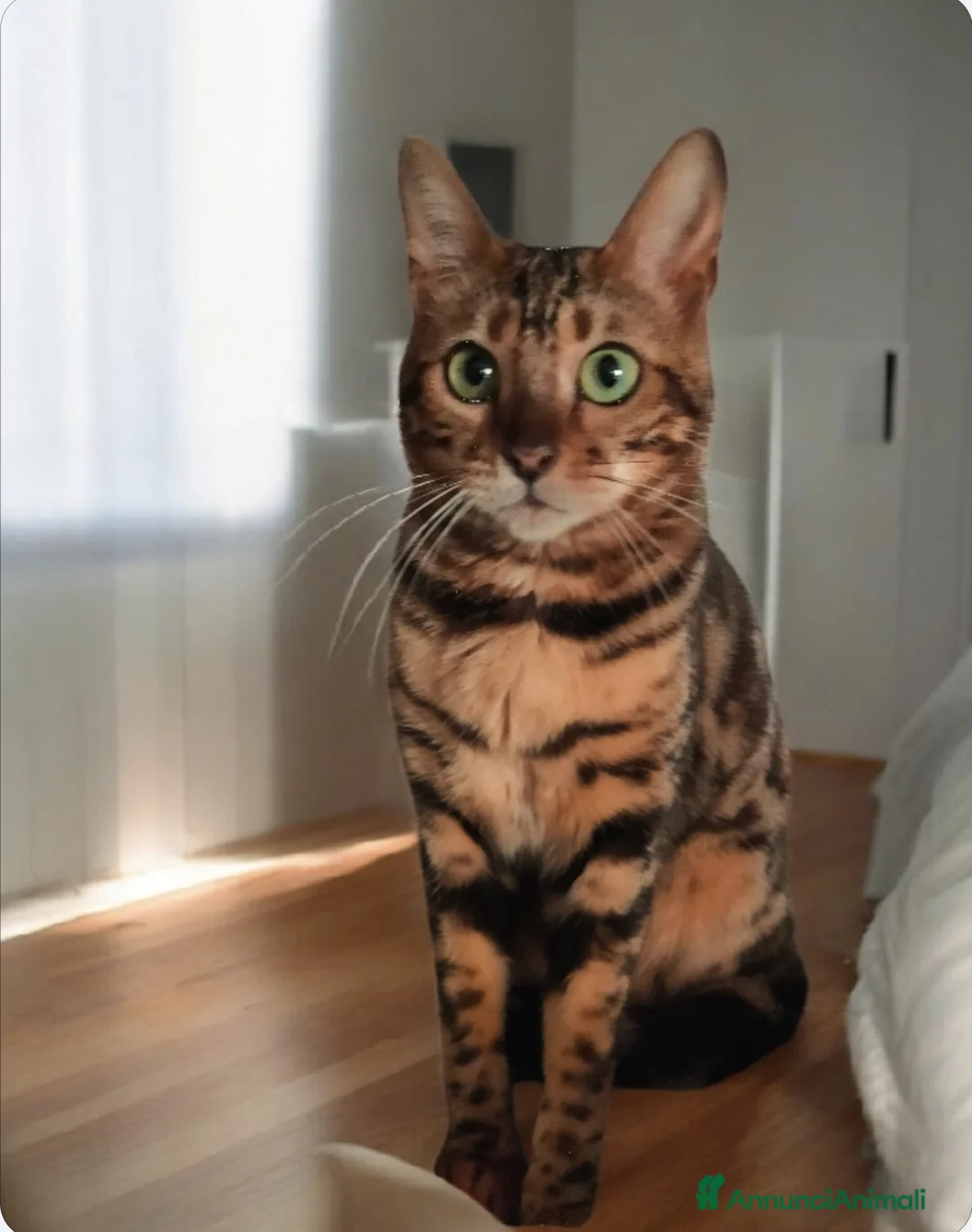 Bengala gatti in vendita: Splendida gattina Bengala  - Annuncio 1