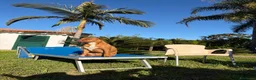 Pitbull cani in vendita: Vendesi cuccioli American Pitbull Terrier  a Città metropolitana di Palermo - Annuncio 27