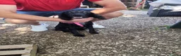 Meticcio cani in regalo: KEYLI cucciola taglia medio piccola - Annuncio 8