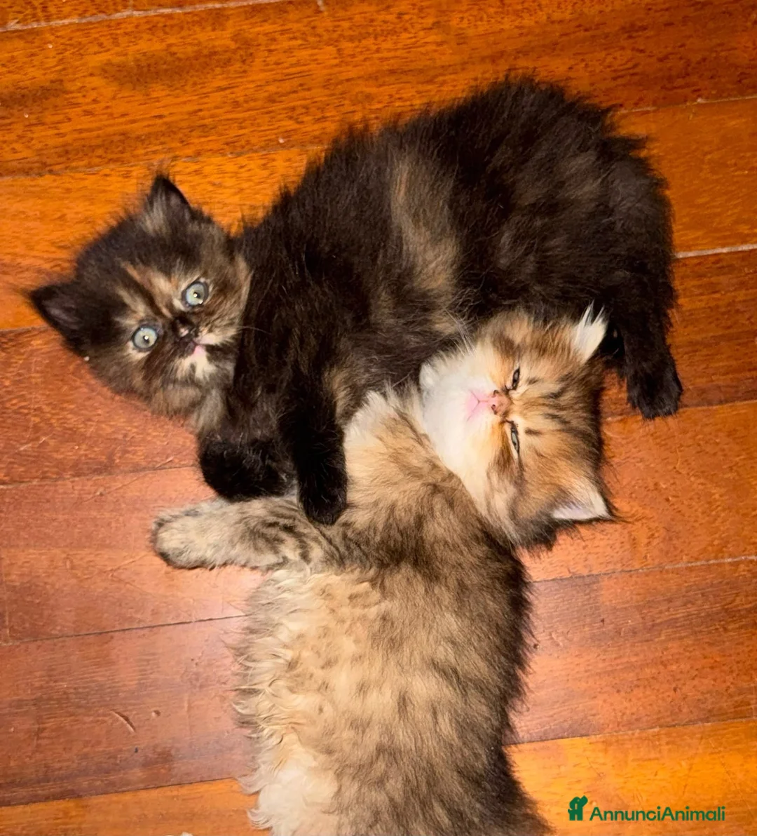 Persiano gatti in vendita: Splendidi Cuccioli di Gatto Persiano Puri - Annuncio 2