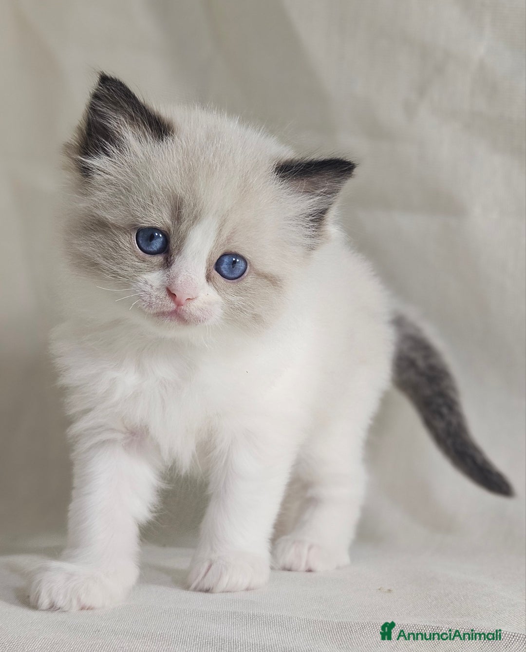 Ragdoll gatti in vendita: Stupenda cucciolata Ragdoll - Annuncio 5